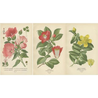 Edward Step, A Triptych of 19th-Century Floral Art, 1896, Paper, Set of 3 For Sale