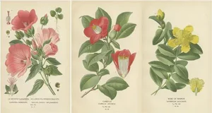 Edward Step, A Triptych of 19th-Century Floral Art, 1896, Paper, Set of 3