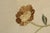 Brown Antique 18th C. Mahogany Firescreen W. Crewelwork For Sale - Image 8 of 16