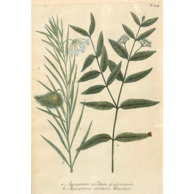 Wood Set of Eight Framed Botanicals by J. Wilhelm Weinmann For Sale - Image 7 of 17