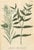 Wood Set of Eight Framed Botanicals by J. Wilhelm Weinmann For Sale - Image 7 of 17