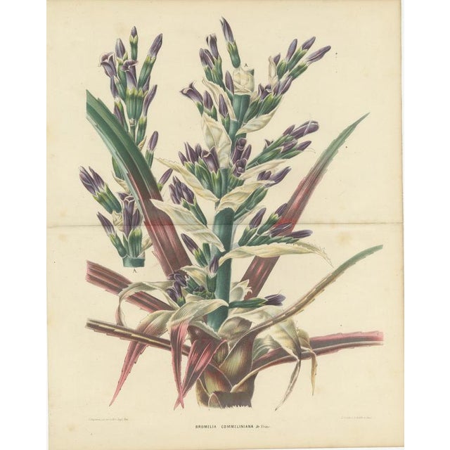 L. Stroobant, Bromelia Commeliniana, Flowering Bromeliad, 1859, Chromolithograph For Sale - Image 3 of 9