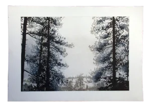 1980s "Olympia" Pine Trees Landscape Etching by Catherine Ruane O'Connor