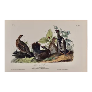 Audubon Canada Grouse: An Original 19th C. Audubon 1st Ed. Hand-Colored Bird Lithograph, 1840-1844