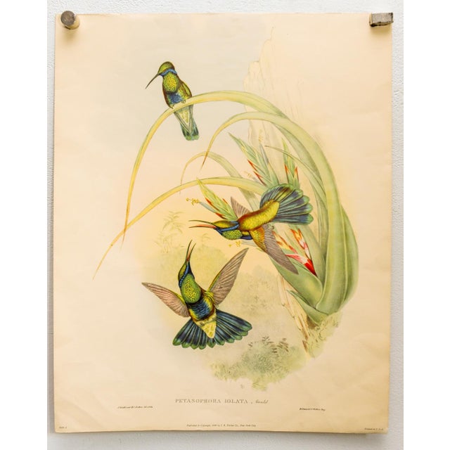 Set of 4 1946 John Gould Hummingbird Lithograph | Vintage Bird Print | i.b. Fischer Co. | 16 X 20 | Botanical Wall Art For Sale - Image 4 of 17