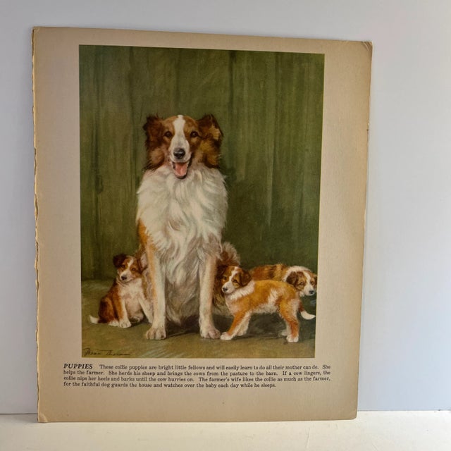 1940s Diana Thorne Collie Dog Illustration Print For Sale - Image 4 of 4