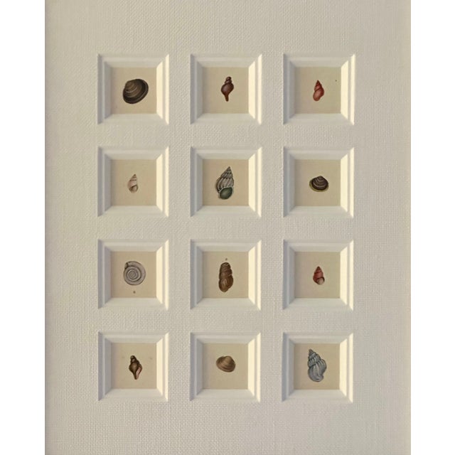 Seashell Study | Set of 12 Original Prints – Coastal Wall Art | Custom Framed | C. 1840 For Sale - Image 4 of 5