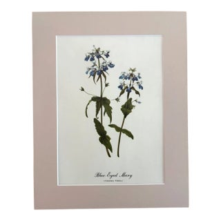 Vintage Mary Vaux Walcott Print in 11x14 Mat, Ready to Frame: Blue Eyed Mary For Sale