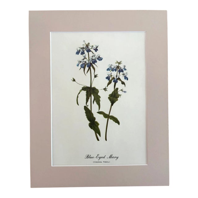 Vintage Mary Vaux Walcott Print in 11x14 Mat, Ready to Frame: Blue Eyed Mary For Sale