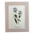 Vintage Mary Vaux Walcott Print in 11x14 Mat, Ready to Frame: Blue Eyed Mary For Sale