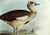 Egyptian Goose Original Print by John Gould, 1837 For Sale - Image 4 of 6