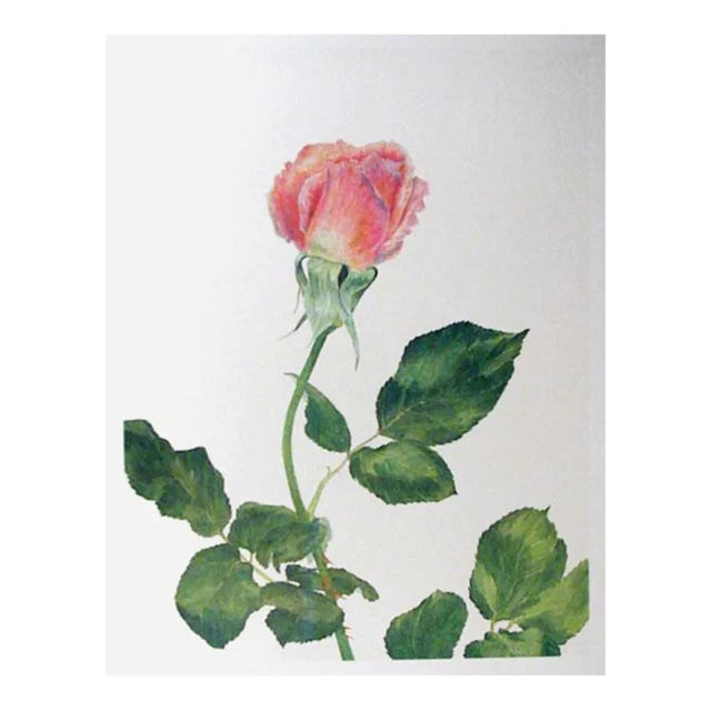 1970s "Pink Rose" Lithograph by Carol Ann Bolt For Sale