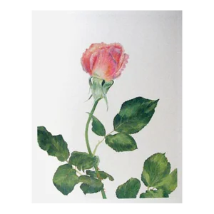 1970s "Pink Rose" Lithograph by Carol Ann Bolt