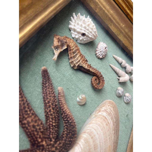 Antique Framed Sea Curiosities For Sale - Image 4 of 9