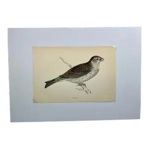 Antique Bird Print From England Showcasing a Majestic Brown Bunting - Circa 1888