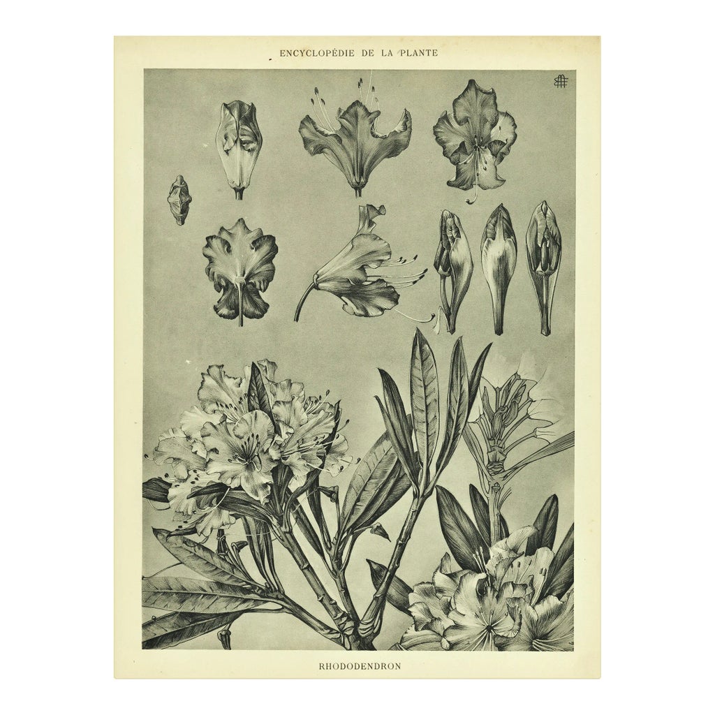 1902-antique-french-botanical-