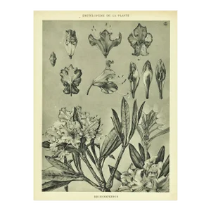 1902 Antique French Botanical-Encyclopedia De La Plant-Rhododendron- With Documentation