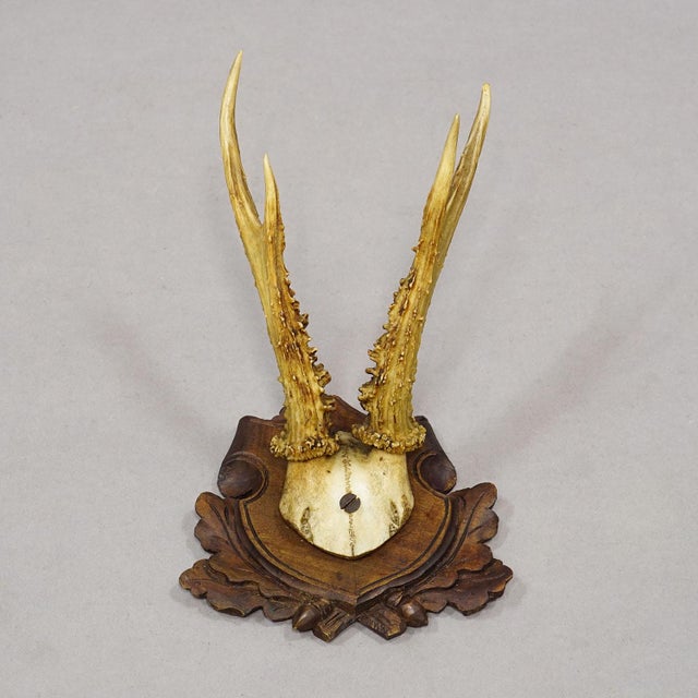 Antique Set of Black Forest Roe Deer Trophies, Germany Ca. 1890s/1900s For Sale - Image 6 of 10