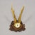 Antique Set of Black Forest Roe Deer Trophies, Germany Ca. 1890s/1900s For Sale - Image 6 of 10