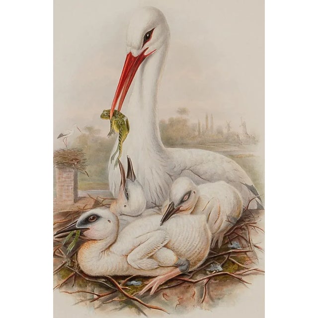 Figurative Stork Family: A Framed Original 19th C. Hand-Colored Lithograph by Gould, 1862-1873 For Sale - Image 3 of 6