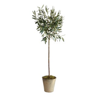 Olive Tree Potted 46" For Sale
