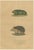 The Cape Golden Mole and the Common Hedgehog, 1845, Paper For Sale - Image 6 of 6