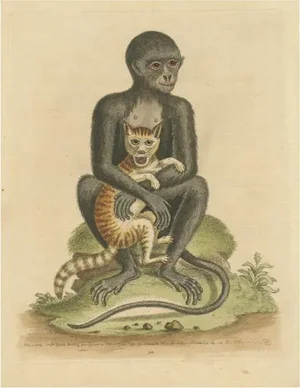 George Edwards, Middle-Sized Black Monkey, Paper