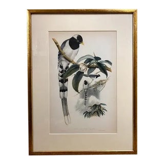 John Gould (1804-1881), Urocissa Cucullata, Hand Colored Lithograph, C. 1865 For Sale