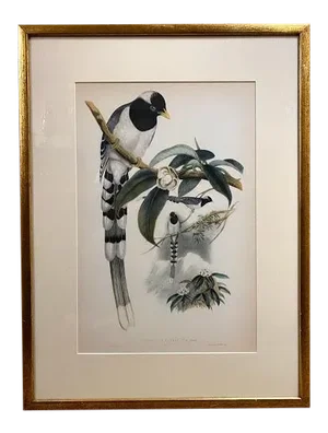 John Gould (1804-1881), Urocissa Cucullata, Hand Colored Lithograph, C. 1865