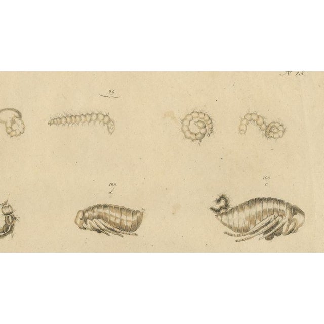 Brodtmann, Fleas, Tarantula & Spiders, 1816, Lithograph For Sale - Image 6 of 11