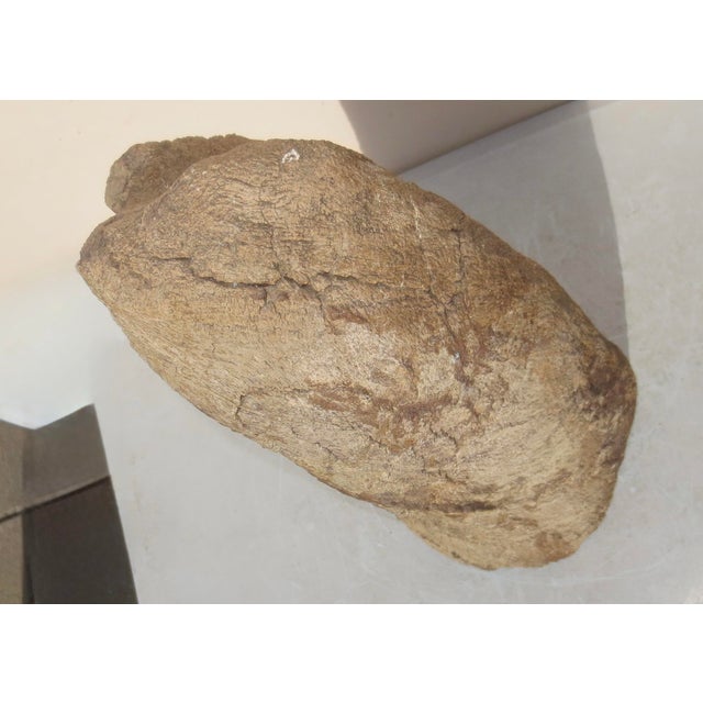 Large Petrified Wooden monolith. A handsome wooden specimen of wood. Fossilized into stone and holds great wood character....