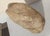 Large Petrified Wooden monolith. A handsome wooden specimen of wood. Fossilized into stone and holds great wood character....