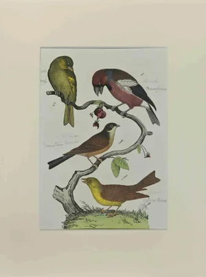 Johann Friedrich Naumann, Green Finch, Etching, 1840