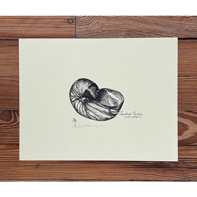 Vintage Carolyn T. Young Signed Seashell Prints, Set of 5 With Original Portfolio For Sale - Image 4 of 16