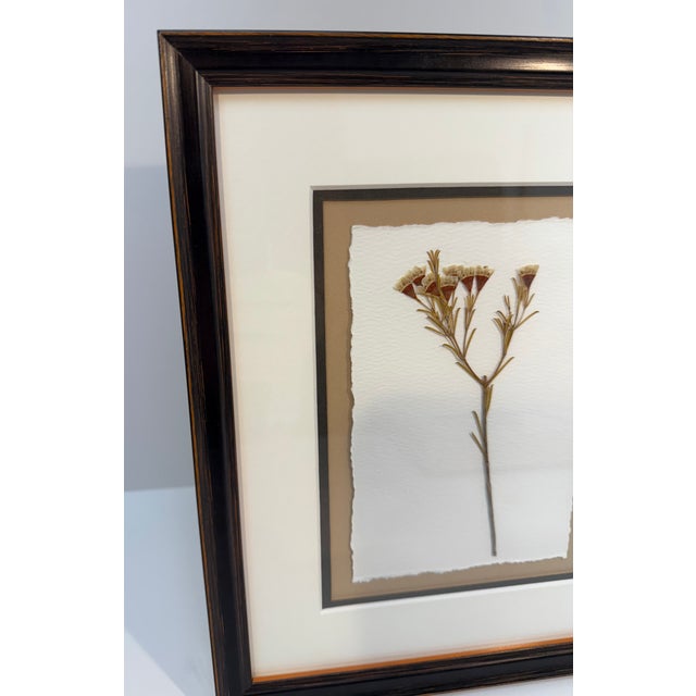 Contemporary Framed Pressed Wax Flower Blossom For Sale - Image 3 of 9