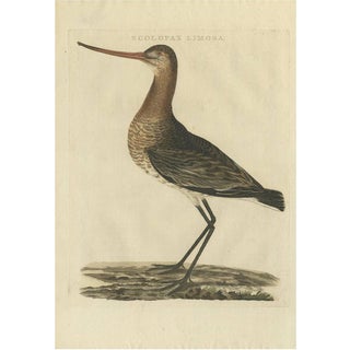 Sepp & Nozeman, Black-Tailed Godwit, 1809, Print For Sale