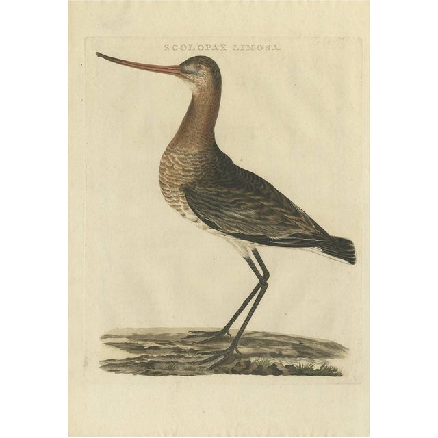 Sepp & Nozeman, Black-Tailed Godwit, 1809, Print For Sale