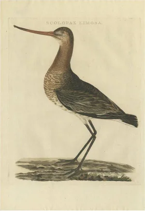Sepp & Nozeman, Black-Tailed Godwit, 1809, Print