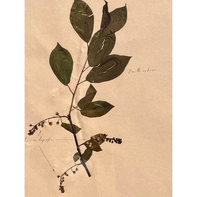 1965 French Herbarium Botanical Specimens – Set of 8 Custom Framed Pressed Botanicals For Sale - Image 13 of 18