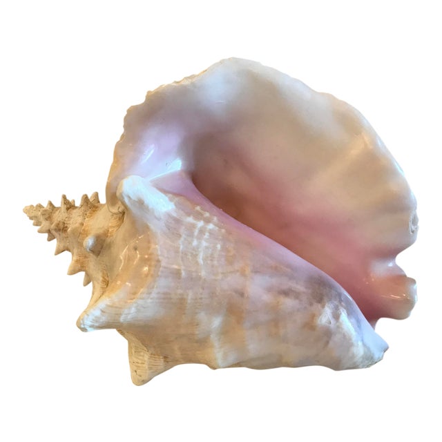 Natural Pink Conch Shell Chairish