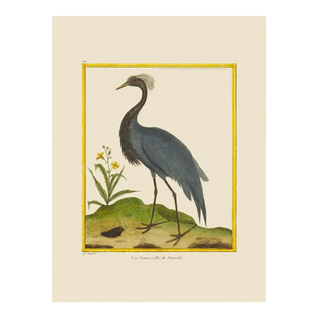 Demoiselle Crane by Martinet Blue and Pink Giclee Reproductions For Sale