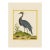 Demoiselle Crane by Martinet Blue and Pink Giclee Reproductions For Sale