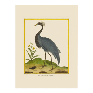 Demoiselle Crane by Martinet Blue and Pink Giclee Reproductions