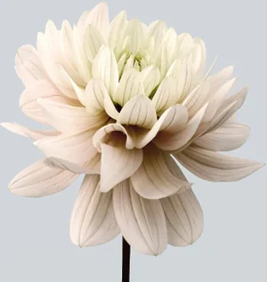 Philip Gatward, Dahlia 8, Archival Pigment Print