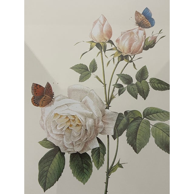 1960s P.F.Redoute Vintage Chromolithograph of Roses in Gold Frame For Sale - Image 4 of 4