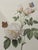 1960s P.F.Redoute Vintage Chromolithograph of Roses in Gold Frame For Sale - Image 4 of 4