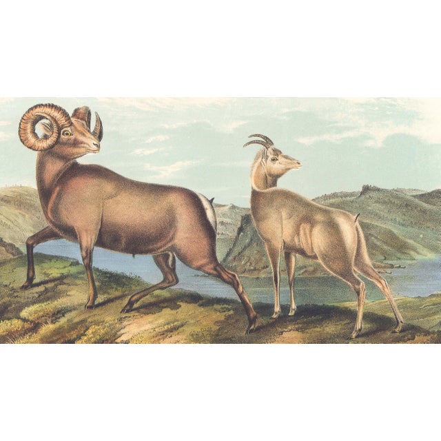 Original first edition Audubon stone lithograph from "The Viviparous Quadrupeds of North America", octavo edition, printed...