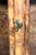 Aesthetic Movement Bamboo and Lacquer Bookcase For Sale - Image 9 of 10