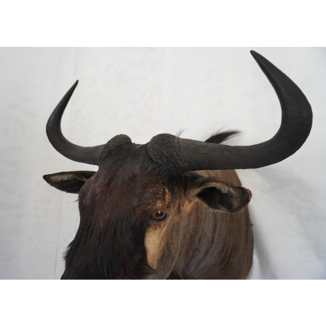 Wildebeest Mount Head Bust For Sale - Image 12 of 18