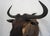 Wildebeest Mount Head Bust For Sale - Image 12 of 18